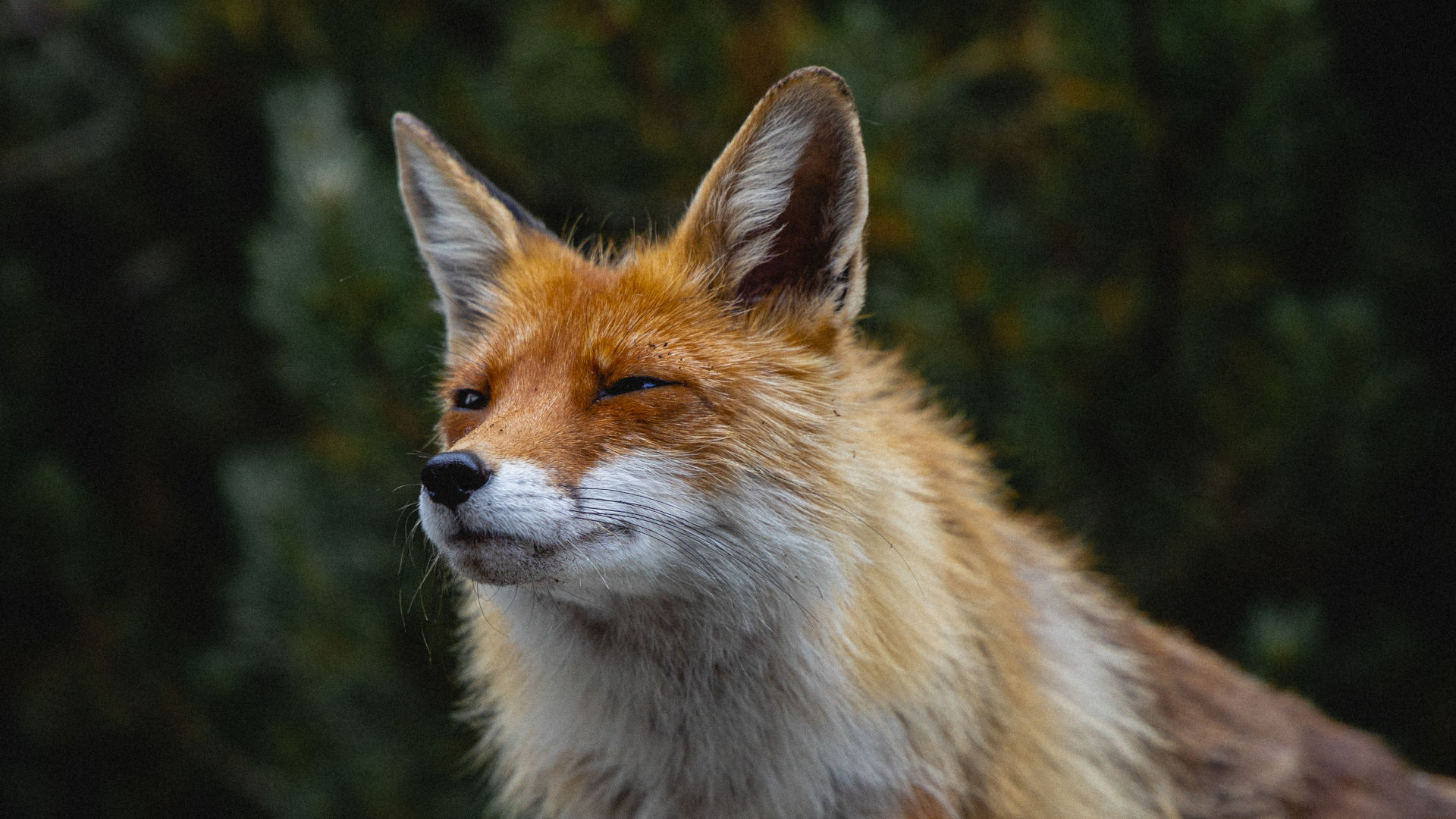 Logo du Renard : Le Renard - Solutions Technologiques